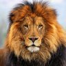 Alone lion cub